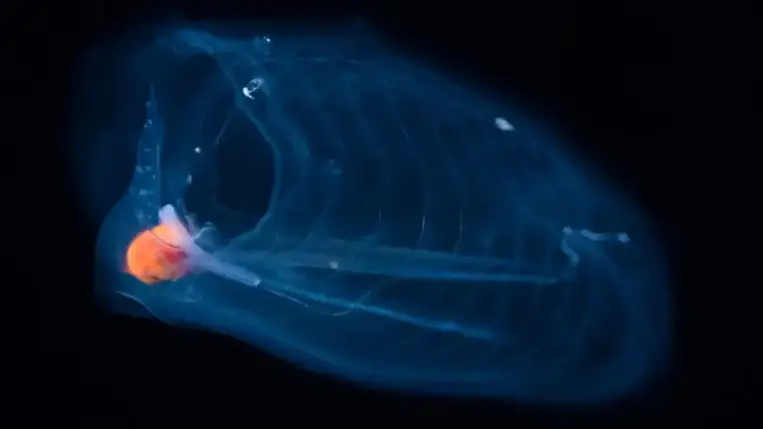 Salpok: A világ leggyorsabban növő állatai 48 óra alatt kifejlődnek 