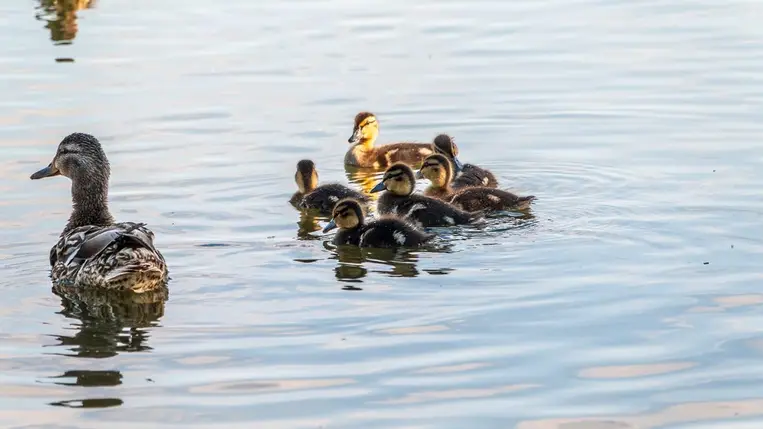 MME: nem szabad etetni a vízimadarakat
