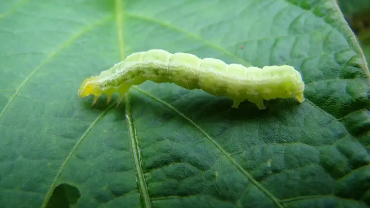A világ különböző termőkörzeteiben közel ötven kártevője ismert, de vidékünkön csupán kevés, elsősorban hüvelyeseket károsító polifág (sok gazdanövényt kedvelő) kártevője van jelen. 