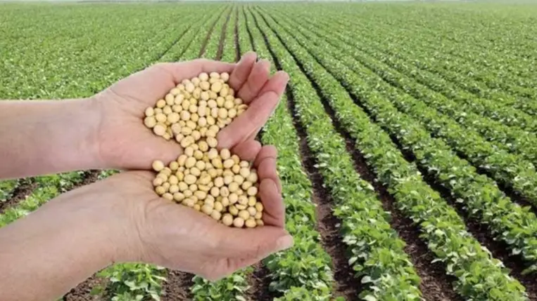A szója termesztése