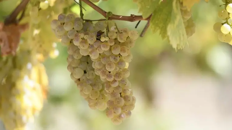 A korai tavasznak és nagy melegnek köszönhetően a 2024-es évjáratban igen korán kezdődött a szőlők szüretje.