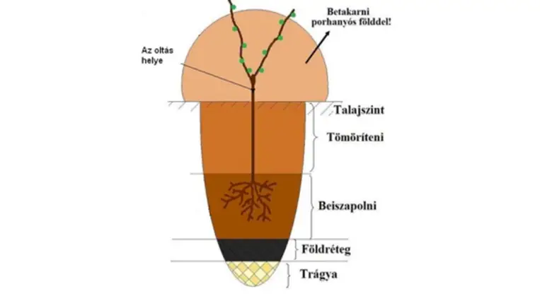 Szőlőtelepítés ősszel - A sikeres telepítés alapjai