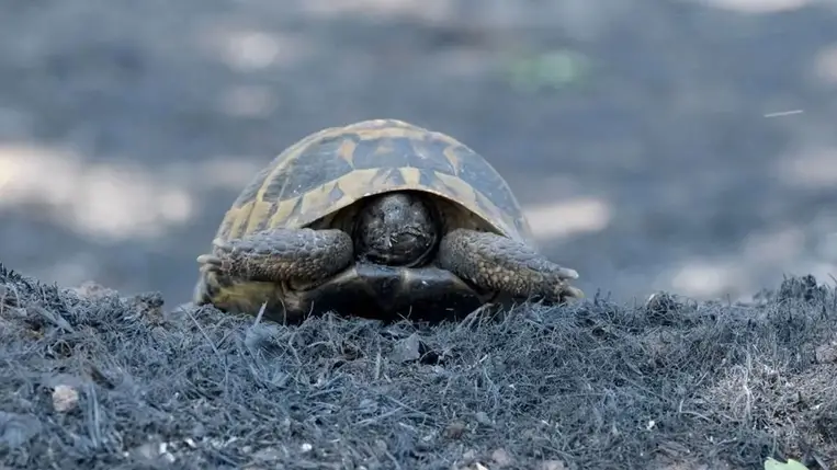Drámaian megnőtt a partra vetődött teknősök száma 