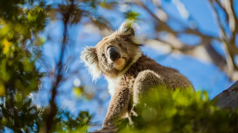 A lakosság segítségével térképezik fel Ausztrália koala-populációját