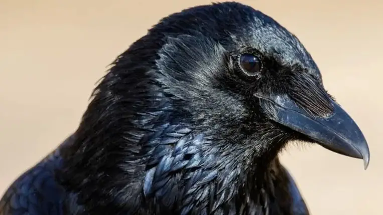 Egy hihetetlen bravúrt hajtottak végre a varjak 