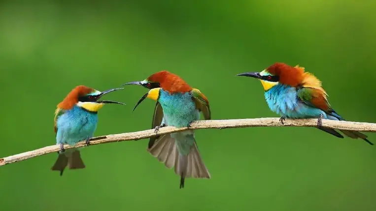 Komoly betegségeket terjeszthetnek a vonulómadarak 