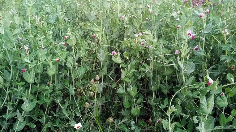 A tápanyag-utánpótlás és a talaj megfelelő szerkezetének fenntartása kulcsfontosságú a fóliasátorban történő kertészeti termesztés során.
