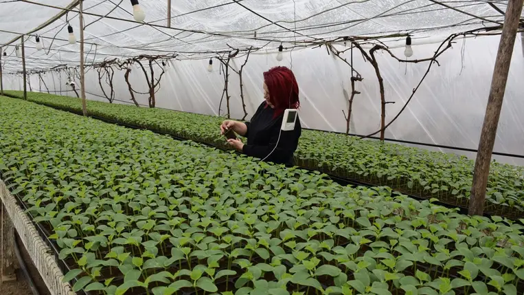 Jó évet várnak a fóliás zöldségtermesztők - Csongoron már az uborkapalánták kiültetésére készülnek. Fotó: Kárpátinfó/ Kovács Elemér