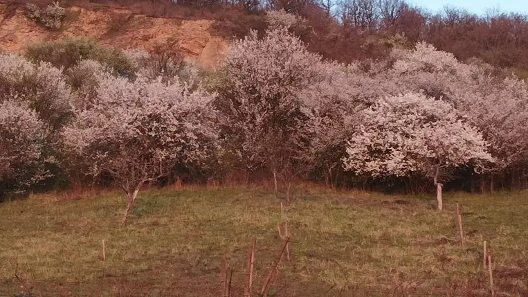 Virágba borult a hegyoldal. Fotó: Kárpátinfó/ Kovács Elemér