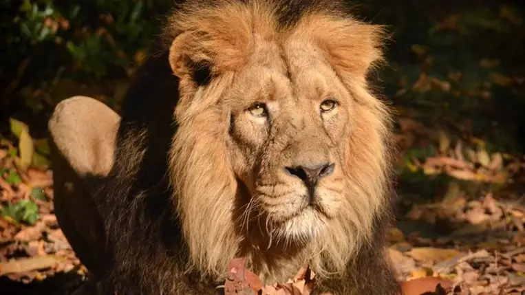 Oroszlán  (  illusztráció )