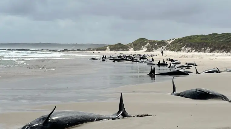 Több mint 150 kardszárnyú delfin úszott ki az ausztrál tengerpartra. Fotó: Facebook/ Marine Conservation Program
