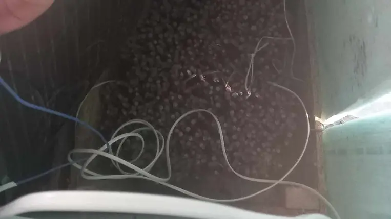 Szőlő hajtatása a gyakorlatban