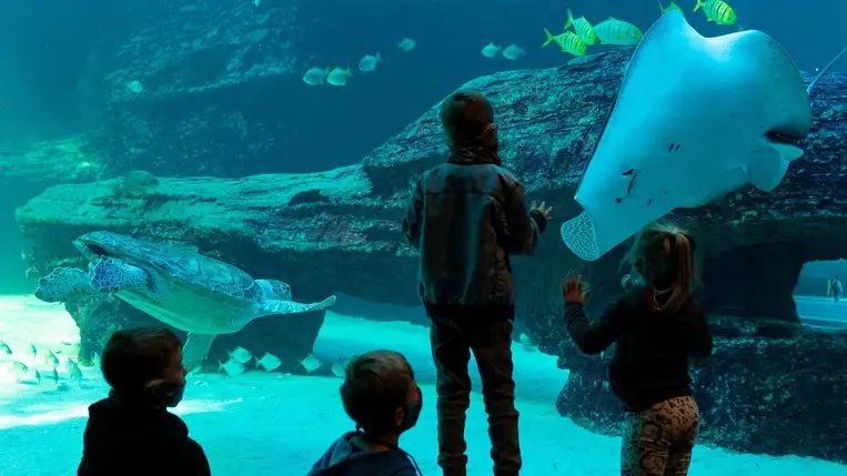 Meglepő módszerrel gyógyult meg a magányos holdhal. Fotó: MTI/EPA/Nic Bothma