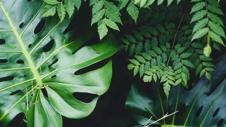 Akár hiszi, akár nem, egyes állatok hallják a növények hangját! 