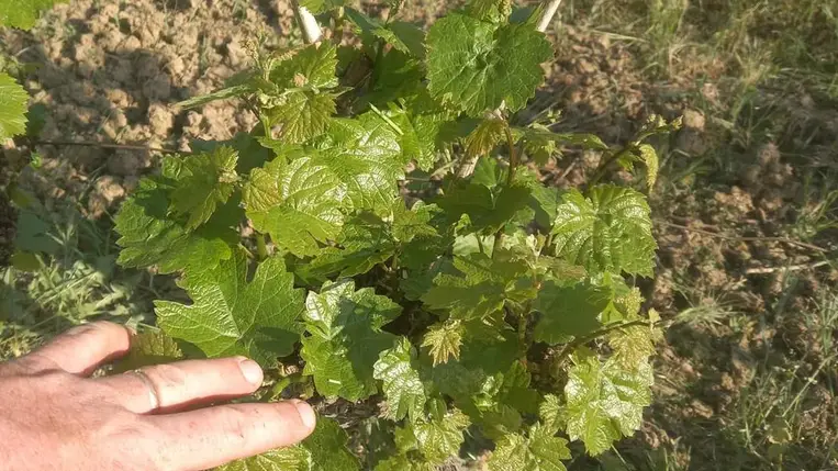 Aktuális munkák a szőlőben virágzás előtt