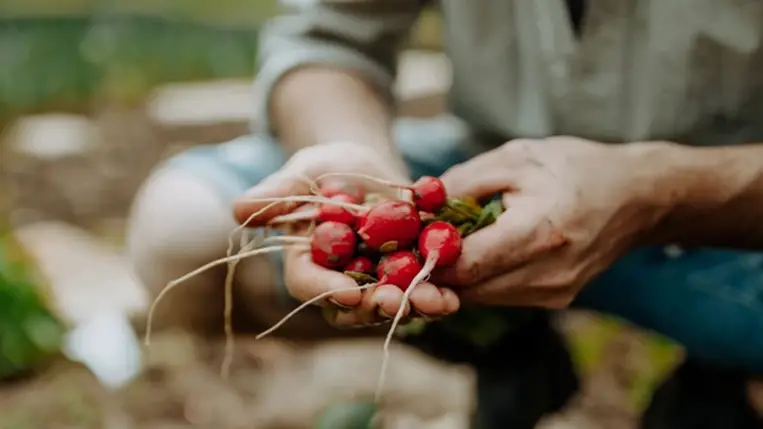 Az ősz egyik legjobb vitaminforrása ez a zöldség