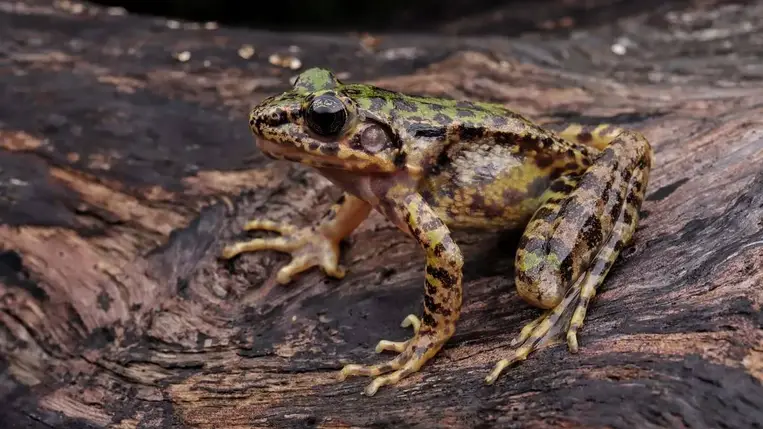 A békákban találták meg a szuperbaktériumok elleni harc kulcsát 