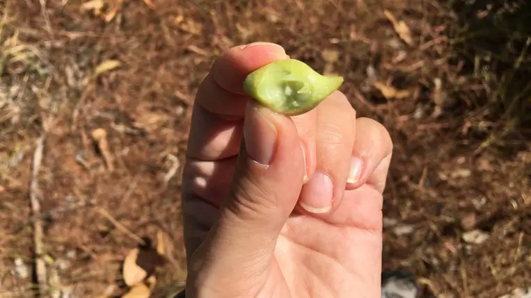 100-szor több C-vitamin van benne, mint a narancsban