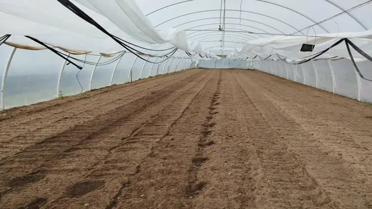 A fűtetlen fóliasátrak szezonális (áprilisi) munkálatairól 
