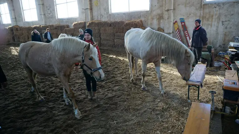 Nagyszőlősi Szelid Lovasközpont. ( Illusztráció )