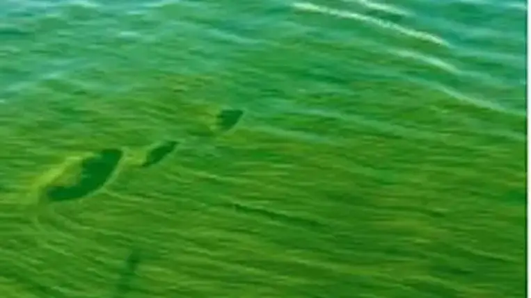 Egy halálos baktérium miatt zöldül a Viktória-tó 