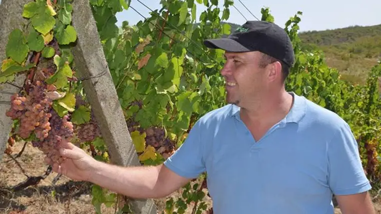 Elkezdődött a korai borszőlők betakarítása - Kisebb hozamok, jobb minőség. Fotó: Kárpátinfó/ Kovács Elemér