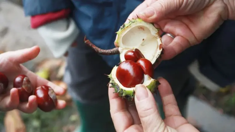 Ennyi mindenre jó a vadgesztenye