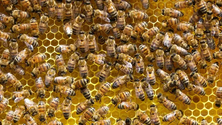 Ez lehet az egyik oka annak, hogy egyre kevesebb méhhel találkozunk 