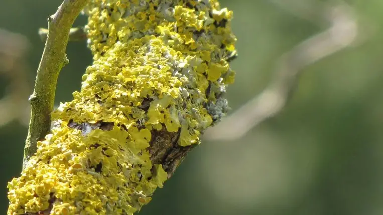 A Föld legérdekesebb élőlényei választ adhatnak a klímaváltozás hatásaira 