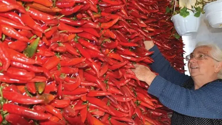 Fűszerpaprika-termesztés 2025 - Egy népszerű termék vidékünkön és a határon túl is. Fotó: Kárpátinfó/ Kovács Elemér