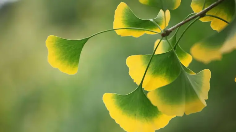Miért épp a ginkgo? Nem véletlen, hogy 2025-ben az év gyógynövényének választották