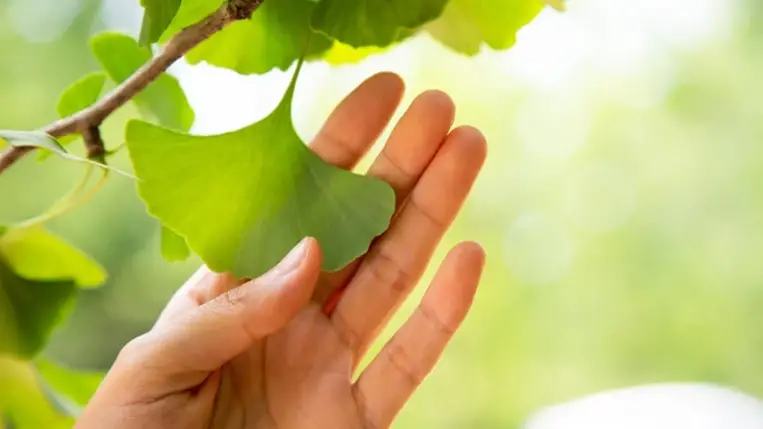 A ginkgo biloba hatása a szemre