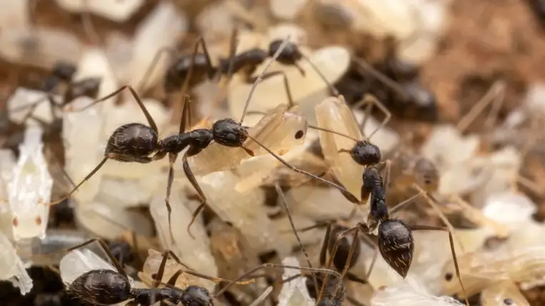 A hangyák jobban működnek együtt, mint az emberek 