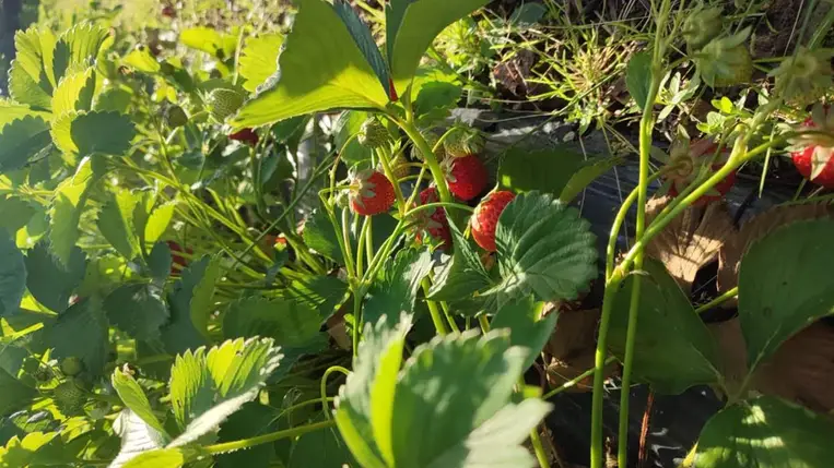 Helyben termett! - Megjelent a fóliás szamóca