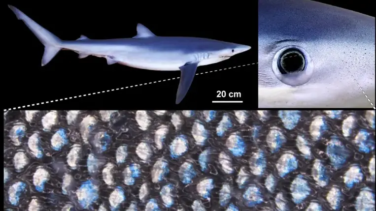 Így változtatja a kékcápa a színét 