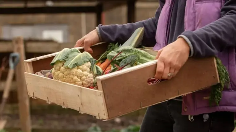 Jelentősen csökkent az Ukrajna és az EU közötti mezőgazdasági kereskedelmi forgalom. Illusztráció. Fotó: Internet