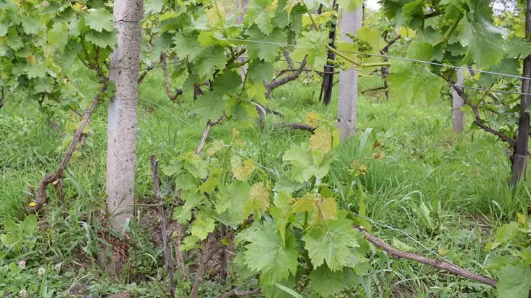 Kártétel fűkaszával - A szőlő kapásnövény! Fotó: Kárpátinfo/ Kovács Elemér