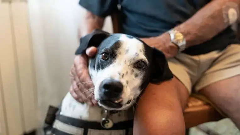 A kutyák agyának feltérképezése váratlan eredményeket hozott 