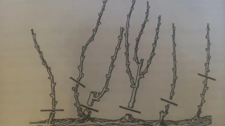 A metszés kezdésének időszaka