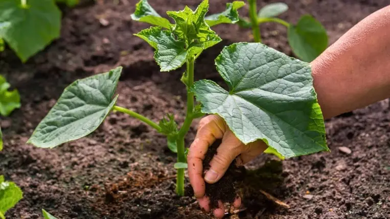 A fóliaházak talajainak javítása, termőképességének megőrzése, növelése