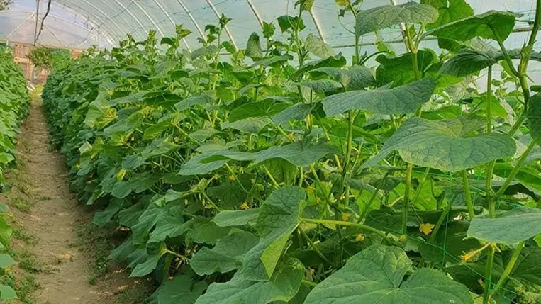 A másodvetésű uborkahajtatás problémái  - Ne csak szép legyen, de teremjen is!