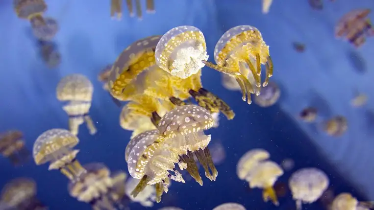 Medúzák miatt leállt Nyugat-Európa legnagyobb atomerőműve Franciaországban. Illusztráció. (Fotó: MTI/EPA/Etienne Laurent)