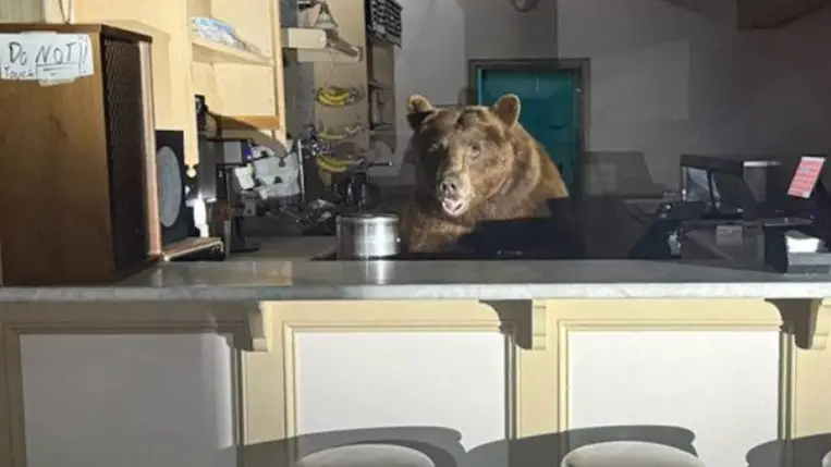 Medve tört be egy kaliforniai fagylaltozóba (Fotó: X)