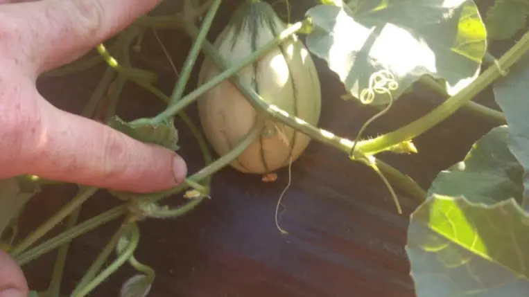 Megkezdődött a dinnyeszezon - Kisebb termés, jobb minőség. Fotó: Kárpátinfó/ Kovács Elemér