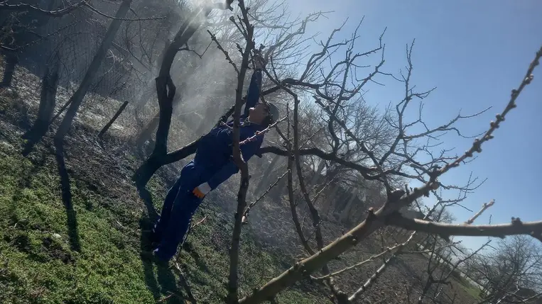 Reménykedő őszibaracktermesztők - Túl a fagyos éjszakákon