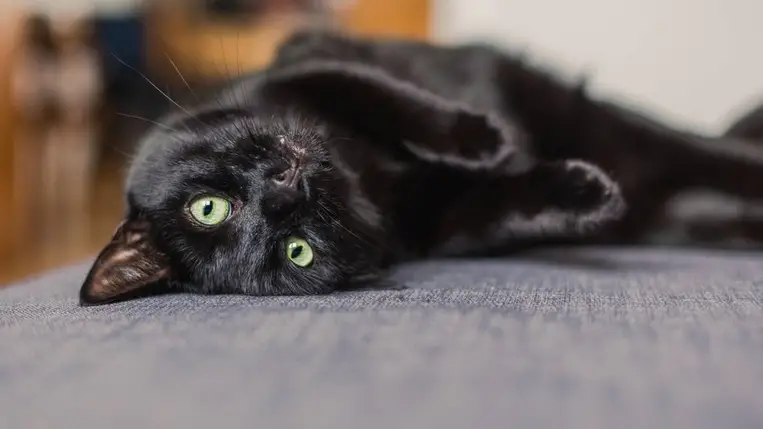 Milliókat lehet kaszálni a macskás videókkal. Illusztráció. Fotó: Internet