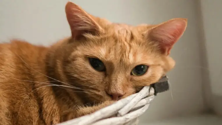 Mitől vörösek a vörös macskák? Évtizedes rejtély oldódott meg 