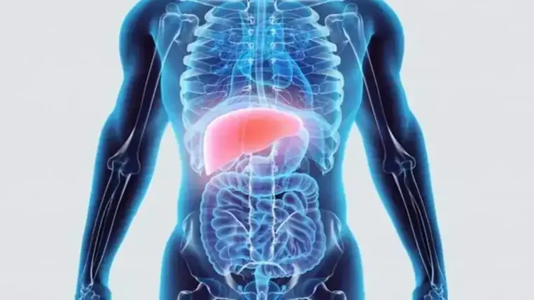 Nem csak a hőség, a mája miatt is lehet kimerült, étvágytalan 