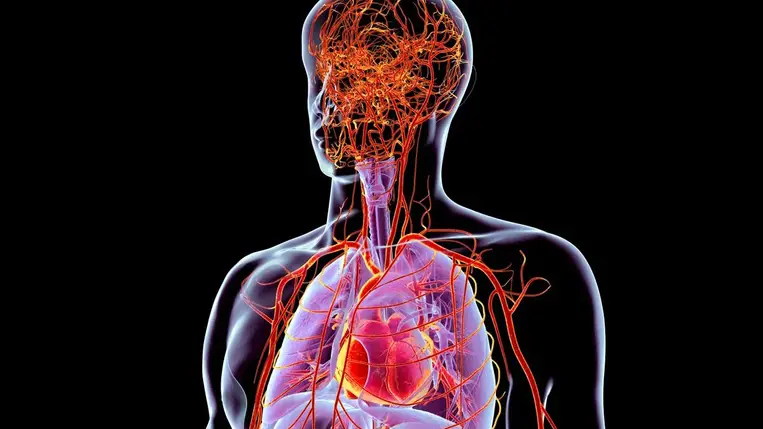 Nem is sejted, melyik szerved öregszik a leggyorsabban 