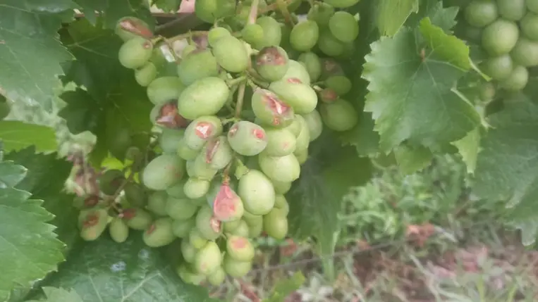 Növényvédelem extrém időjárás után - Felkészülés a klímaváltozás kihívásaira